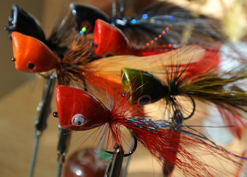 Fly Fishers, Think Ahead - Poppers Now Mean Big Bad Bass Later