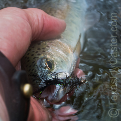 Fly Fishing the Pecos River Outside Santa Fe New Mexico