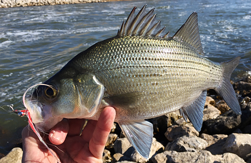 Rare February Fish Flash! - Flyfishing Texas : Flyfishing Texas