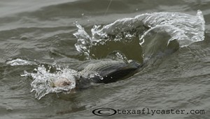 Striper Action on Lake Texoma Texas