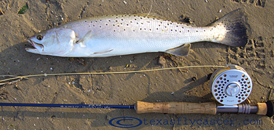 Speckled Trout on Fly Rod