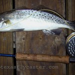 Back from the Salt – Speckled Trout on the Skids