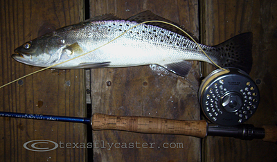 Speckled Trout on Fly Rod