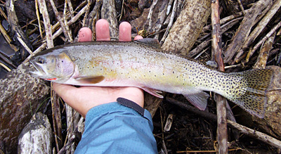 colorado trout on fly