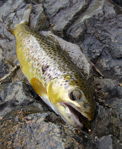 THE CONEJOS RIVER DAY 1 - Plus BACKTRACK to The Pecos - Flyfishing