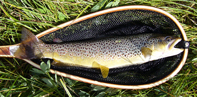 conejos river brown trout