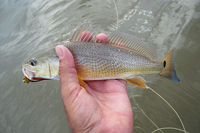 Christmas Bay redfish