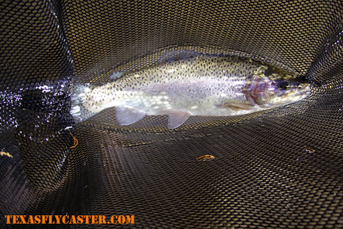 rainbow trout blue river ok