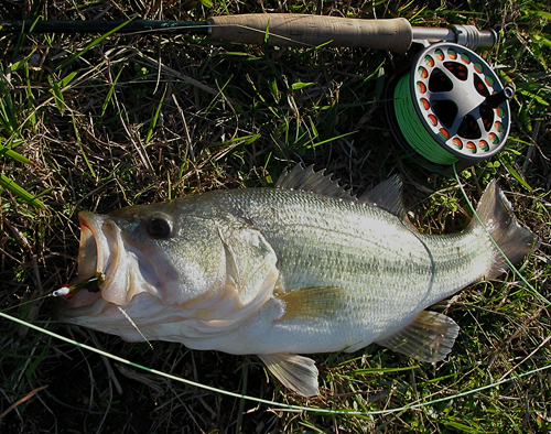 Tomball Golf Course Largemouth Bass