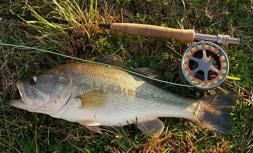 Tomball Golf Course Largemouth Bass