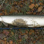 Fish Kill at Lewisville Lake