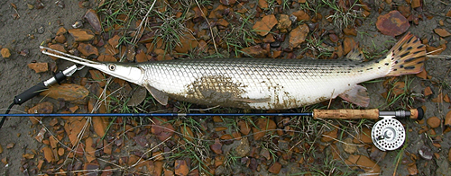 Spotted Gar on fly Texas Fly Fishing