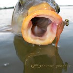 Carp Culture on the Skids – Lone Star Outdoor News