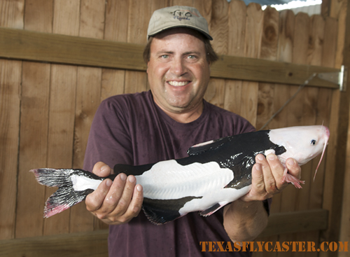 Crazy catfish caught and released by Scott Bridgess