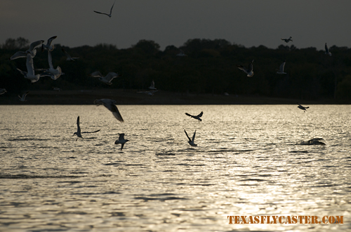 Striper blitzing under the birds on Lake Texoma, Texas.