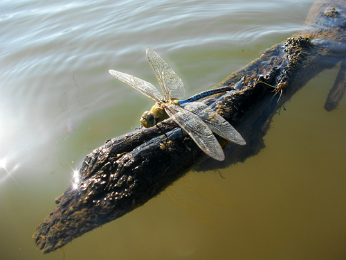 Huge dragonfly sitting on a stick.