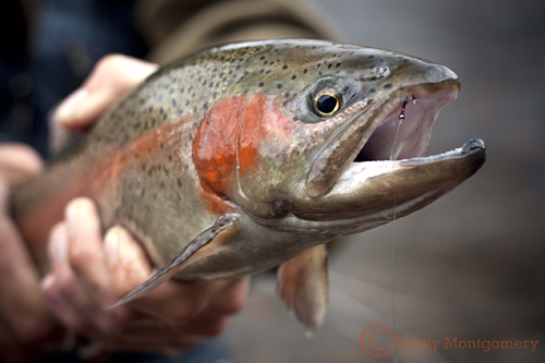 Trout Photo - Courtesy Dusty Montgomery