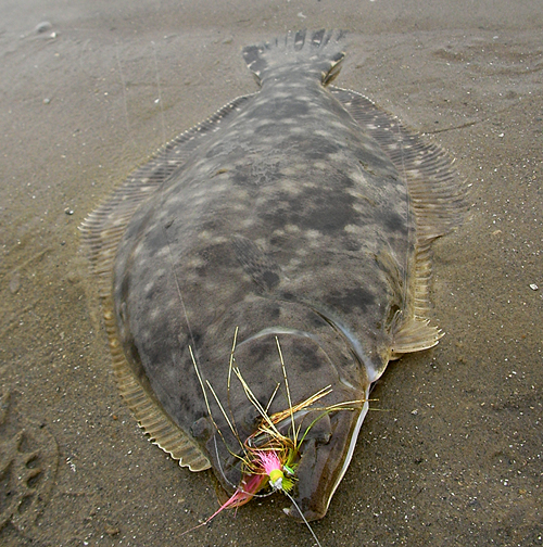 Southern Flounder caught on Galveston Island with Clouser