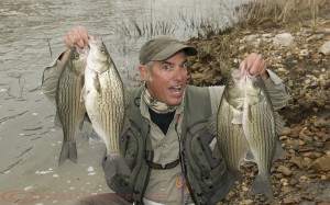 Hybrid bass on fly Trinity River Texas