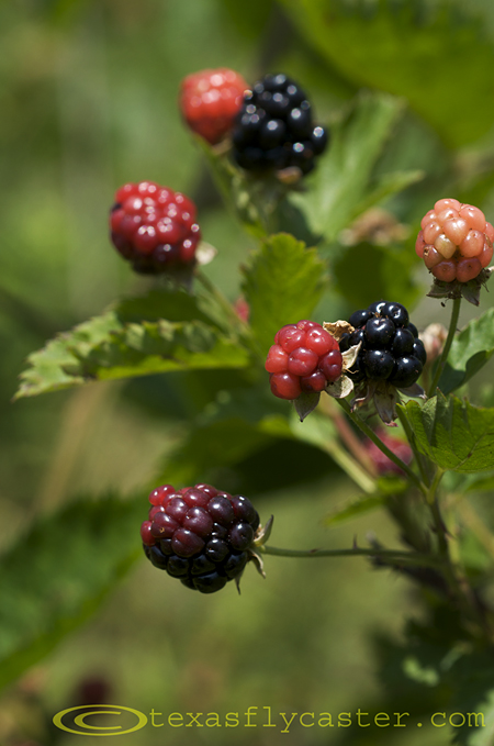 blackberries Archives - Fly Fishing in Texas : Fly Fishing in Texas