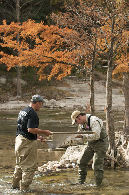 Guadalupe River Hatch Chart