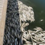 Red Tide Confirmed on Upper Texas Gulf Coast and Lower Texas Gulf Coast