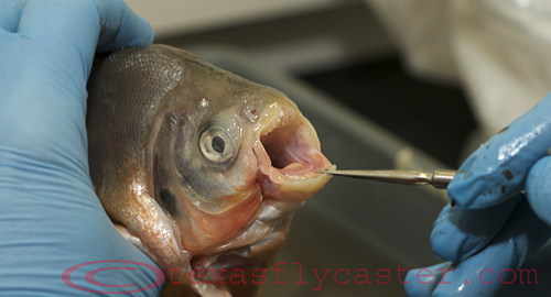 pacu fish vs piranha