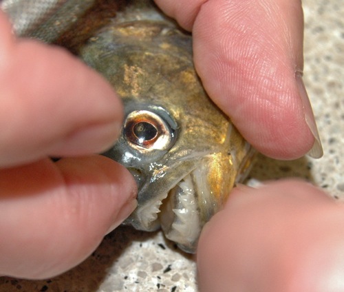 teeth of piranha caught near houston texas - Courtesy TPWD