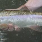 Trout Day at Living Waters Fly Shop
