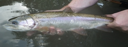 Guadalupe River trout holdover - Courtesy Living Waters Fly Shop