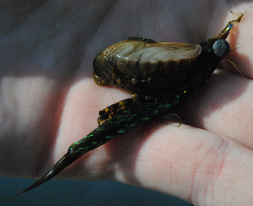 zebra mussels on fish