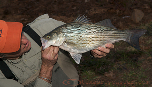 Hybrid bass on fly