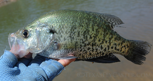 Crappie caught on fly at Lake Nocona, Texas.