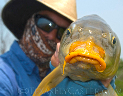 Carp Don't Suck But They Are Biting - Flyfishing Texas