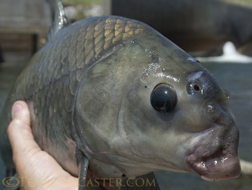 smallmouth buffalo texas fishing planet