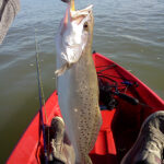 Free Friday Flies Go to Work on Speckled Trout