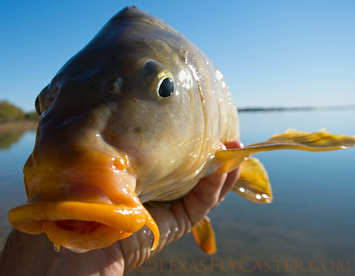 Off Season Carp in North Texas - November Carp fly fishing