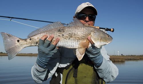 Texas Gulf Coast Redfish on fly rod