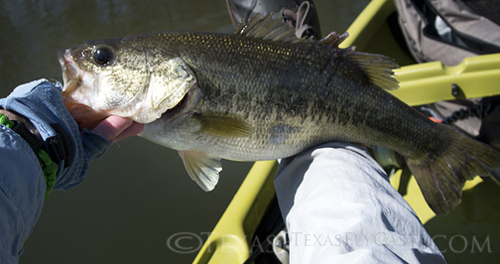 smallmouth bass lake monticello texas