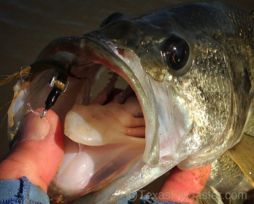 Lake Ray Roberts Texas largemouth bass on fly