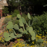 Xeriscaping – The Gradual Approach to Saving Valuable Texas Water