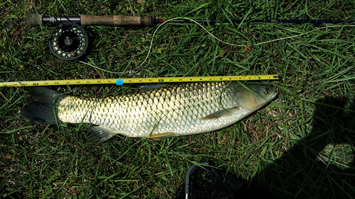 ugliest carp caught by Danny Scarborough