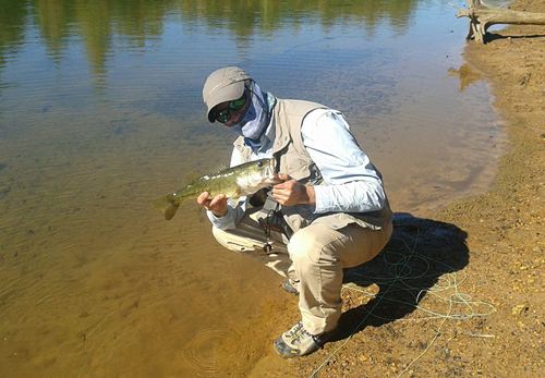 largemouth bass on fly