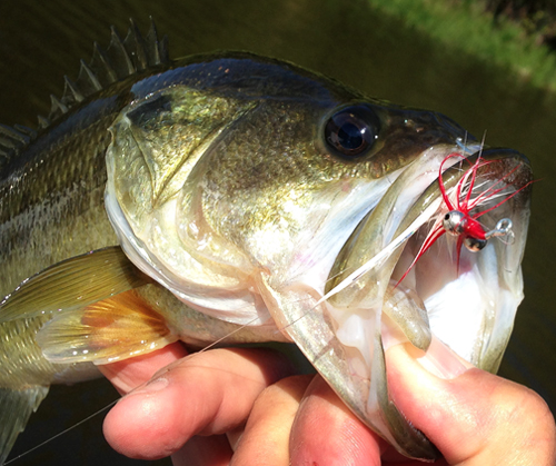 largemouth bass on fly