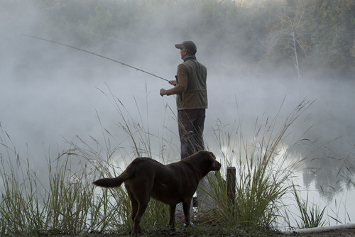 fog and dog by LK