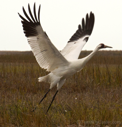 Whooping Crane Port Aransas