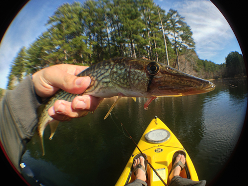 daingerfield chain pickerel