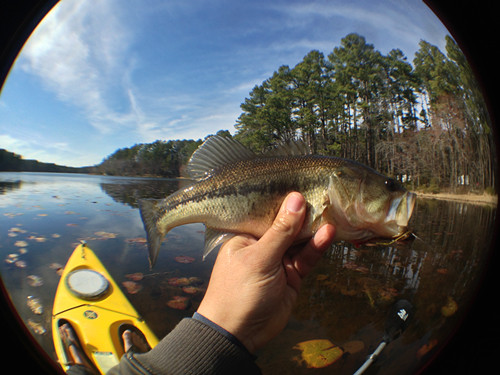 daingerfield largemouth bass - by MM Mendez