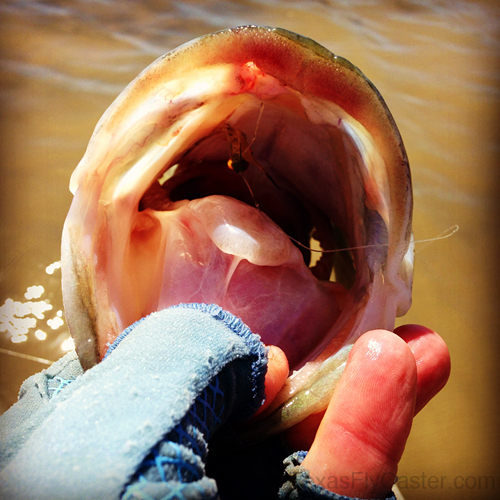 bass on fly largemouth bass