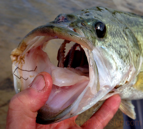 fly fishing for bass